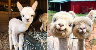 20+ Photos That Prove Alpacas Are the Perfect Cure for a Bad Day