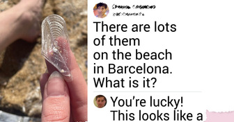15 Beach Finds So Bizarre They Stumped the Internet — and the Answers Are Even More Fascinating