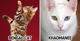 14 Unique Cat Breeds That You Don’t See Every Day