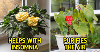 10 Plants We Should All Have at Home to Improve Our Health