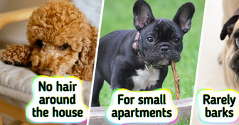 10 Dog Breeds That Are Great for Owners Who Aren’t Ready for a Lot of Hassle