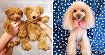 26 Photos of Poodles That Made Us Fall in Love With These Fluffy Cuties