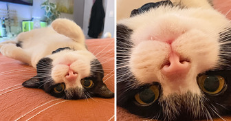 15+ Pets Who Were Given the Ability to Brighten Up Your Day
