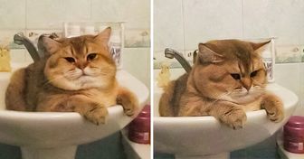 Here’s Why Cats Love Chilling in Sinks