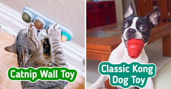 10 Simple Toys That Will Ensure Your Pet’s Occupied While You’re Not Home