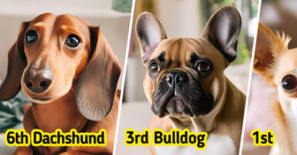 10 Dog Breeds That Mind Their Own Business and Are Perfect for Busy People