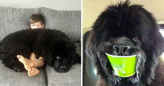 31 Photos That Show the Joys of Living With Newfoundland Dogs