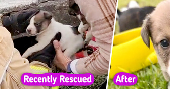 The Emotional Rescue of a Dog Caring for Her Puppies Underground Touched Thousands of Hearts