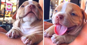 20 Pets Who Gave Their Humans One More Reason to Wake Up Every Morning