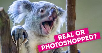 Guess Which of These 14 Animals Are Photoshopped