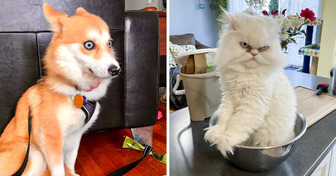 20+ Emotional Pets That Need No Acting Classes to Raise the Drama