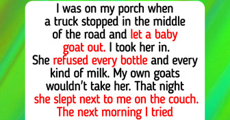 14 Farm Animals Who Moved Into the House, and the Baby Goat a Truck Left in the Road Who Fell Asleep on the Couch