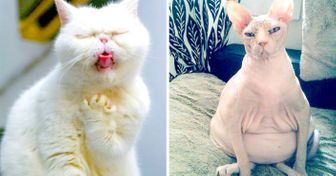 17 Animals Who Were Caught at Their Worst Moments