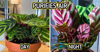 12 Plants That Are So Easy to Take Care Of, Anyone Can Look After Them