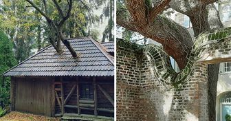 17 Gifted Architects Who “Hugged” Local Trees With Their Buildings Instead of Cutting Them Down