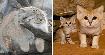 20 Rare Feline Species That Melted Our Hearts