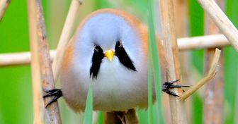 Meet a Bird That Resembles a Ball and Does the Most Epic Van Damme Splits Ever