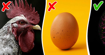 Scientists Finally Reveal a Shocking Answer to the ’Chicken-or-Egg’ Dilemma