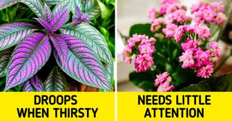 10 Low-Maintenance Plants That Will Add Color to Your House