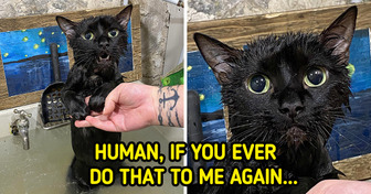 19 Times Animals Were Dying to Be Able to Say Something
