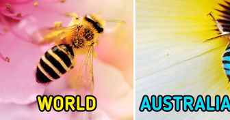 Turns Out, Australia Is Home to Blue Bees, and the World Can’t Get Enough of Their Photos