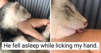 21 Sleepy Animals That Are Just All of Us This Season