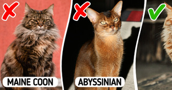 9 Cat Breeds That Will Perfectly Suit Your Lifestyle If You Have an Allergy