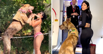 Woman Brings a Huge Service Dog to a Flight, Sparks Debate