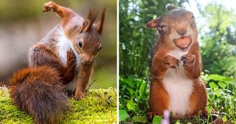 A Photographer Captures the Charm of Squirrels, and We Think We Found Our Spirit Animal