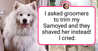 20+ Pets That Became Completely Unrecognizable After Grooming