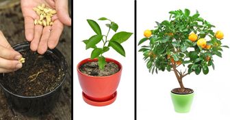 8 Fruit Trees You Can Grow From the Seeds and Pits of Your Own Fruit