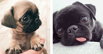 25+ Adorable Photos Proving That Pugs Can Conquer Anyone’s Heart