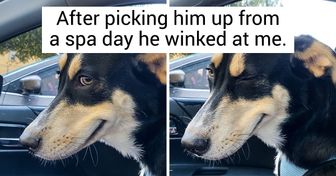 20+ Pets Who Are Having the Best Day of Their Lives (You Can Tell From Their Faces)