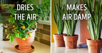 10 Plants That Create the Perfect Microclimate at Home