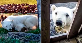 Urgent Plea: Starving Polar Bear Desperately Seeks Human Aid to Free Tongue From Can