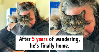 A Touching Story of a Lost and Found Cat That Once Again Reminds Us of How Important It Is to Microchip Our Pets