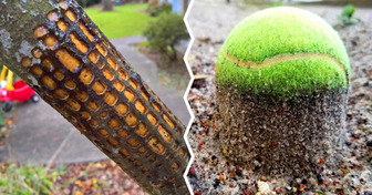 15 Times Nature Decided to Decorate the World in Its Own Way