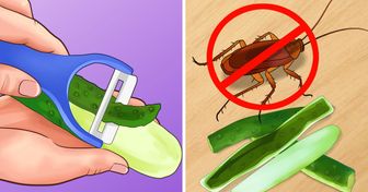 6 Tips to Help You Keep Your House Free of Insects Without Dangerous Chemicals