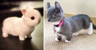 21 Animals That Are So Cute, We Can’t Handle It