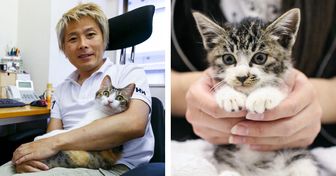 A Japanese Company Adopts Rescue Cats to Reduce Work Stress, and It’s a Dream Come True