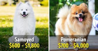 19 majestic dogs that cost a whole fortune