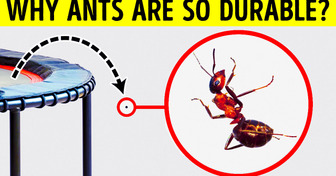 Even Biggest Bug Lover Doesn’t Know These Facts