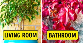 The 15 Best Plants for Every Room in Your House