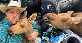 Man Gets FIRED From Work After SAVING an Adorable Baby Moose