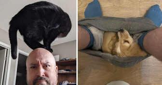 14 Furry Friends Who Haven't Quite Mastered the Art of Boundaries