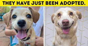 21 Adopted Animals That Prove Having a New Loving Family Can Change Your Face
