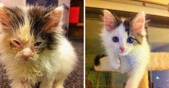 11 Rescued Animals That Deserved a Better Life and Got It (The “Before” Photos Might Break Your Heart)