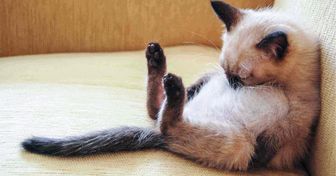 If You Ever Feel Sad, These 30 Sleeping Cats Will Make You Smile
