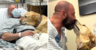 A Dog Refuses to Leave His Owner’s Side During His Entire Hospital Stay