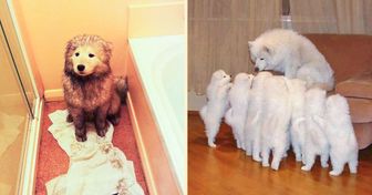 28 Photos of Samoyeds That Left a Paw Print on Our Hearts
